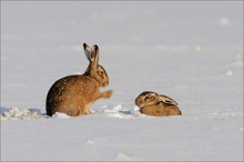 Besuch im Schnee