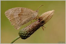 Großes Ochsenauge (Maniola jurtinia)