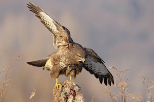 Erneuter Anflug