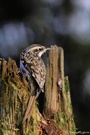 Waldbaumläufer (Certhia familiaris)