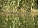 Frösche im Waldsee