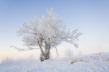 Winterbäumchen