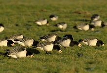 Nonnengänse (Branta leucopsis)