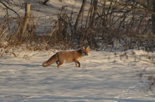 Der Fuchs im Diemeltal