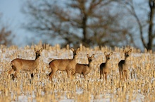 Ein Sprung Rehe