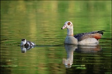 Nilgans mit Jungem