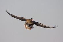 Am Niederrhein ist ja wieder Gänsezeit...