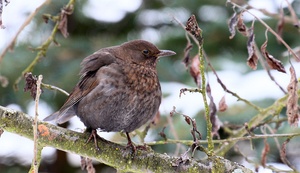 Die Amsel in ihrem Umfeld