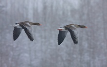 Graugänse im winterlichen Nebel