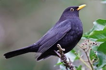 Amsel ♂ (Turdus merula)