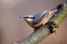 Kleiber (Sitta europaea)