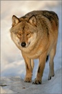 Wolf (Canis lupus)