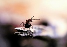 Ameisenangriff