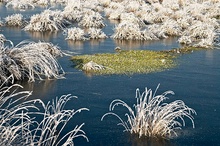 Frost im Moor