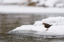 Wasseramsel an der vereisten Rodach