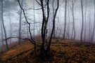 Herbstnebel