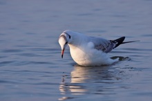 fischende Lachmöwe (Larus ridibundus)