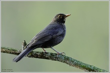 Amsel (Turdus merula)