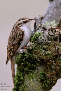 Waldbaumläufer (Certhia familiaris)