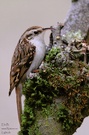 Waldbaumläufer (Certhia familiaris)