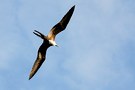 Fregattvogel