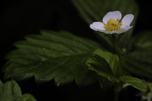 Walderdbeere Blüte