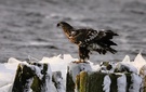 Seeadler auf dem Eis