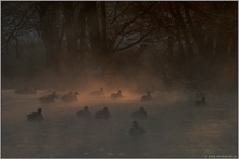 Licht im Dunkel... am Weiher