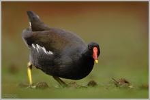 Teichralle (Gallinula chloropus)