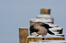 Nebelkrähe (Corvus corone cornix) auf einer Ostseebuhne II