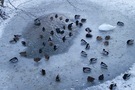 Überlebenskampf im Winter