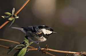 Tannenmeise (Periparus ater)