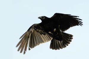 Crow III