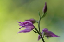 Cephalanthera rubra