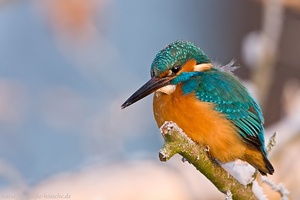 Der letzte Winter- Eisvogel ?