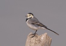 Bachstelze (Motacilla Alba)