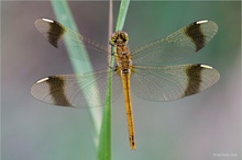 Gebänderte Heidelibelle (Sympetrum pedemontanum)