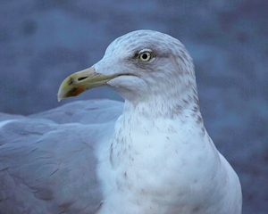 Silbermöwe