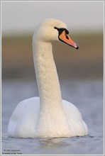 Höckerschwan (Cygnus olor)