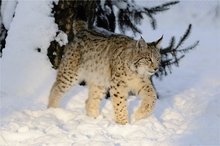 Winterluchs