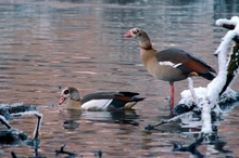 Nilgänse