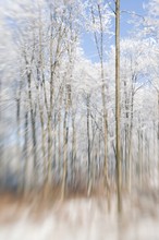 Winterwald, Lensbaby