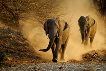 Elefanten am Khumaga
