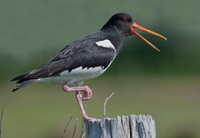 Austernfischer (Haematopus ostralegus)