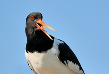 Austernfischer (Haematopus ostralegus)