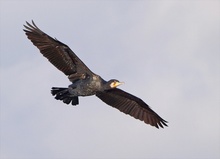 Kormoranflug neu bearbeitet für Gerd!