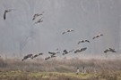 landende Kanadagänse (Branta canadensis)