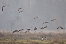 landende Kanadagänse (Branta canadensis)