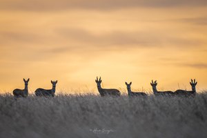 Morgens bei der Hunderunde