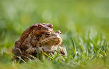 Frühlingsgefühle!!   Die sehen so zufrieden aus!